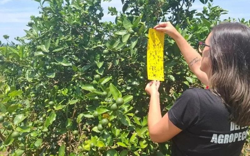 Doença sem cura considerada uma das mais severas da citricultura é confirmada pela primeira vez no RS | abc+