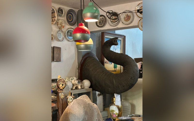 Tromba de elefante, possivelmente asiático, é encontrada em antiquário no RJ | abc+