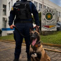 Conheça Bruce, a primeira agente canina que reforça equipe da Guarda Municipal de Novo Hamburgo