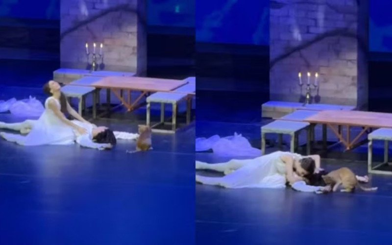 Gato invade palco de Romeu e Julieta, morde ator brasileiro e rouba a cena na Turquia