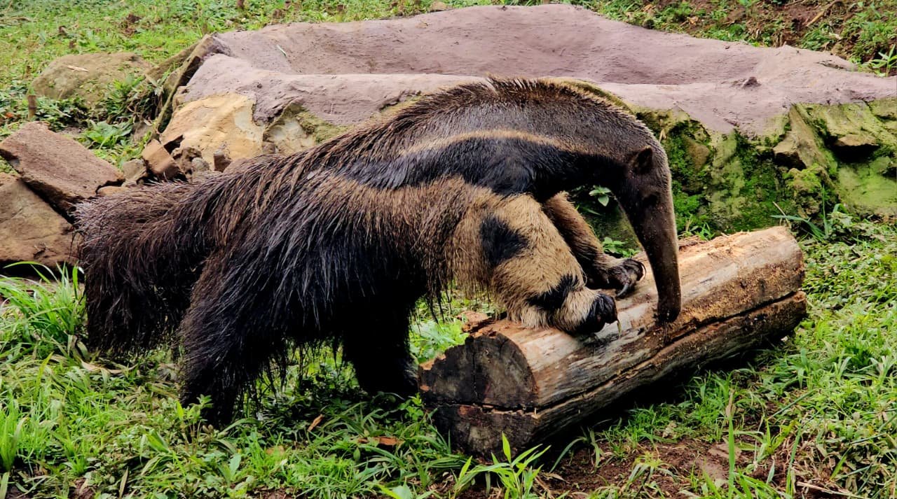Primeiro tamandu&aacute;-bandeira nascido em zool&oacute;gico ga&uacute;cho comemora 1 ano de vida