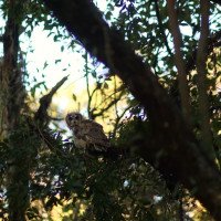 VÍDEO: Coruja reabilitada no MiniZoo de Canoas é devolvida à natureza