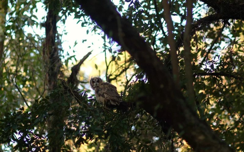 Coruja reabilitada no MiniZoo de Canoas é devolvida à natureza | abc+
