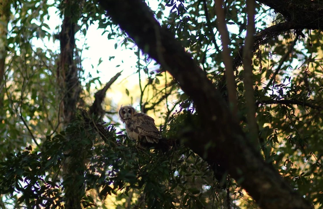 V&Iacute;DEO: Coruja reabilitada no MiniZoo de Canoas &eacute; devolvida &agrave; natureza