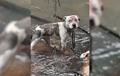 Homem é preso preventivamente por maus-tratos a animais em Taquara