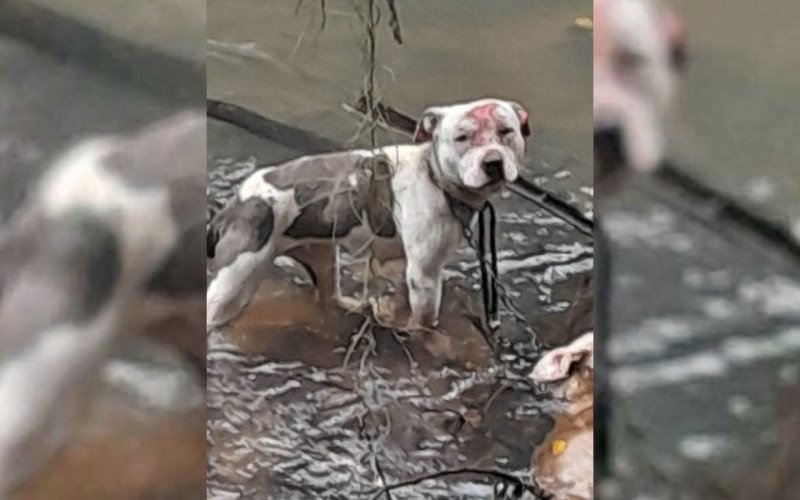 Uma cachorra foi resgatada com vida, enquanto um macho foi encontrado morto | abc+