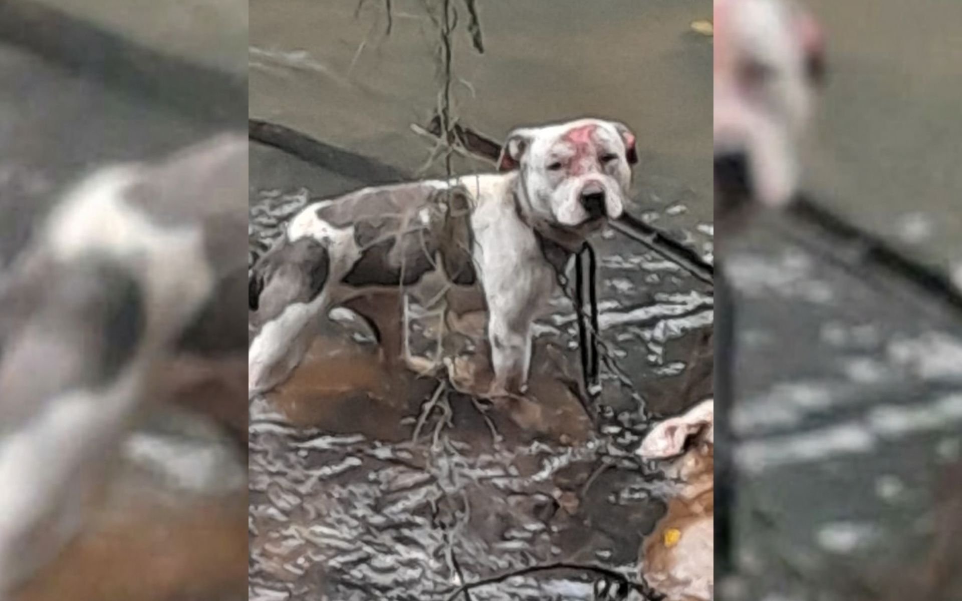 &ldquo;Cachorro morreu com uma corda no pesco&ccedil;o&rdquo;: Viol&ecirc;ncia contra pitbulls amarrados &agrave;s margens de arroio termina em pris&atilde;o na regi&atilde;o