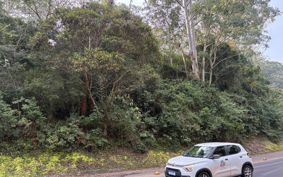 Um ano da queda da árvore que matou motorista na Estrada do Horto e nada foi feito
