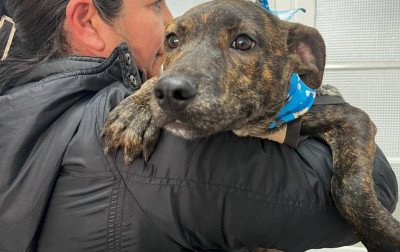 Campanha do Agasalho Pet ainda tem tímida adesão em São Leopoldo