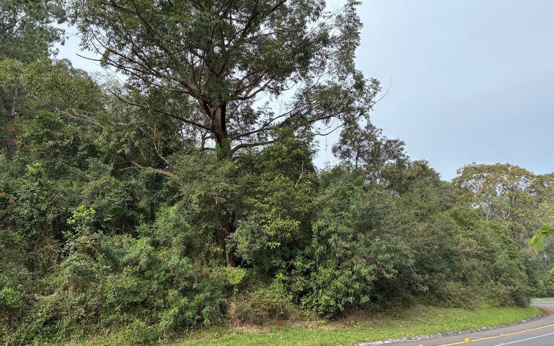 Um ano da queda da árvore que matou motorista na Estrada do Horto e nada foi feito
