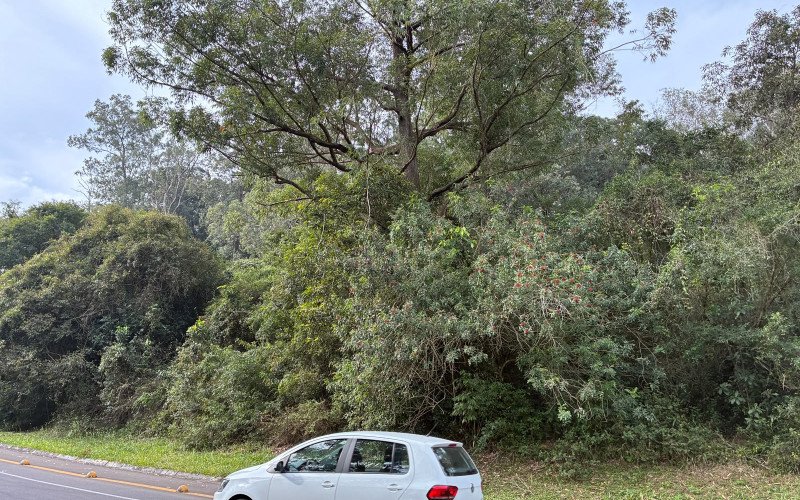 Um ano da queda da árvore que matou motorista na Estrada do Horto e nada foi feito
