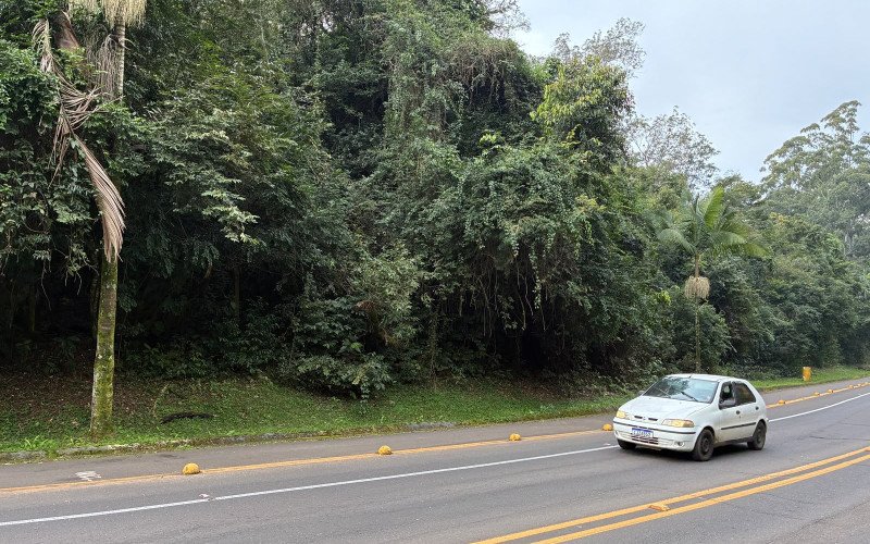 Um ano da queda da árvore que matou motorista na Estrada do Horto e nada foi feito
