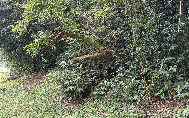 Um ano da queda da árvore que matou motorista na Estrada do Horto e nada foi feito
