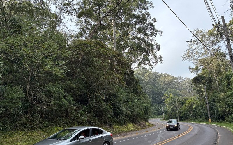 Árvores de grande porte às margens oferecem risco a quem passa pela Estrada do Horto