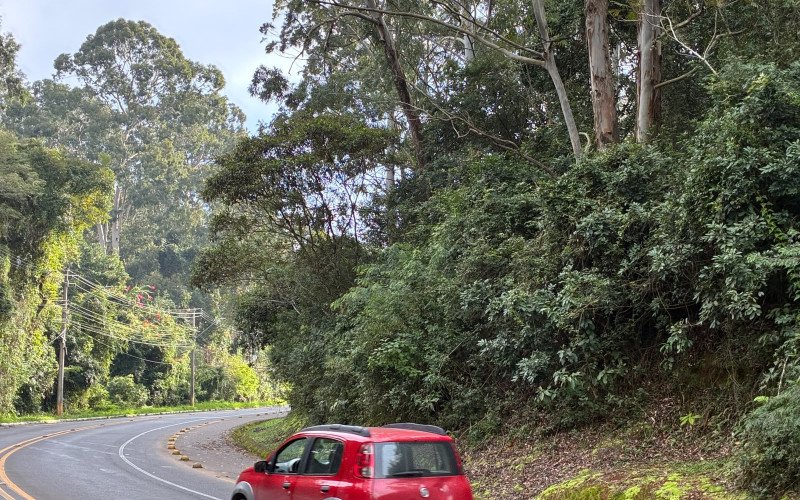Um ano da queda da árvore que matou motorista na Estrada do Horto e nada foi feito
