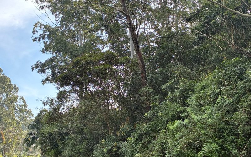 Um ano da queda da árvore que matou motorista na Estrada do Horto e nada foi feito
