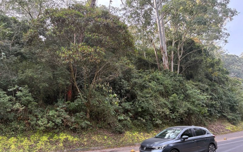 Um ano da queda da árvore que matou motorista na Estrada do Horto e nada foi feito
