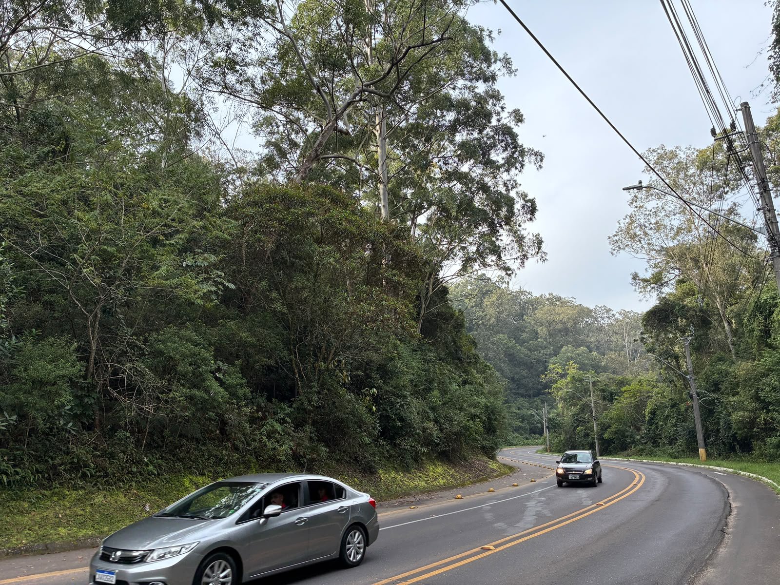 Um ano depois da queda de &aacute;rvore que matou motorista, medidas ainda s&atilde;o aguardadas na Estrada do Horto