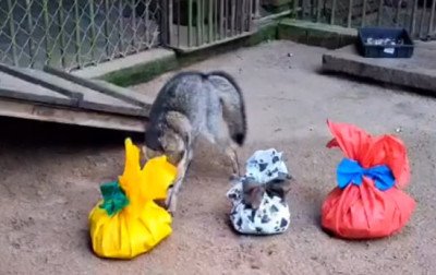 Zoo de Sapucaia fez "bolão da adivinhação" com os bichos. Na imagem, o graxaim Soares