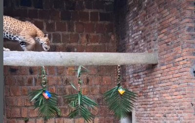 Zoo de Sapucaia fez "bolão da adivinhação" com os bichos. Na imagem, a onça Cheetos