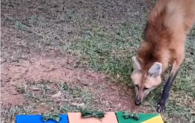 Brasil x Haiti: Zoo de Sapucaia faz "bolão da adivinhação" com os bichos