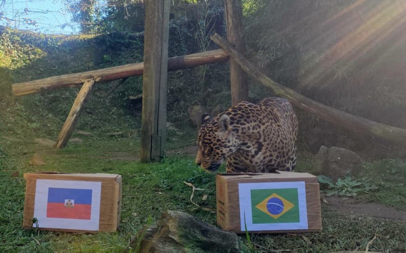 Onça-pintada do Gramadozoo volta a "prever" jogos da Seleção Brasileira; veja previsão de Brasil x Haiti
