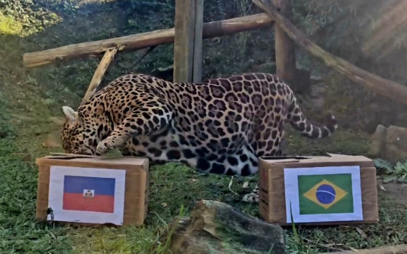 Onça-pintada do Gramadozoo dá palpite para jogo do Brasil contra Haiti