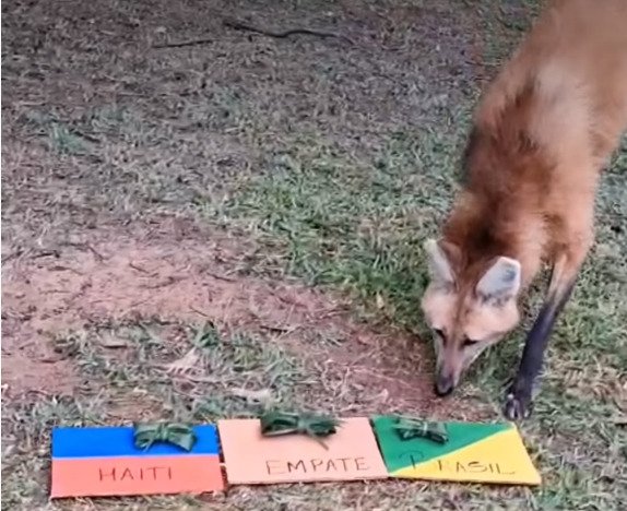 Brasil x Haiti: Zoo de Sapucaia faz &ldquo;bol&atilde;o da adivinha&ccedil;&atilde;o&rdquo; com os bichos
