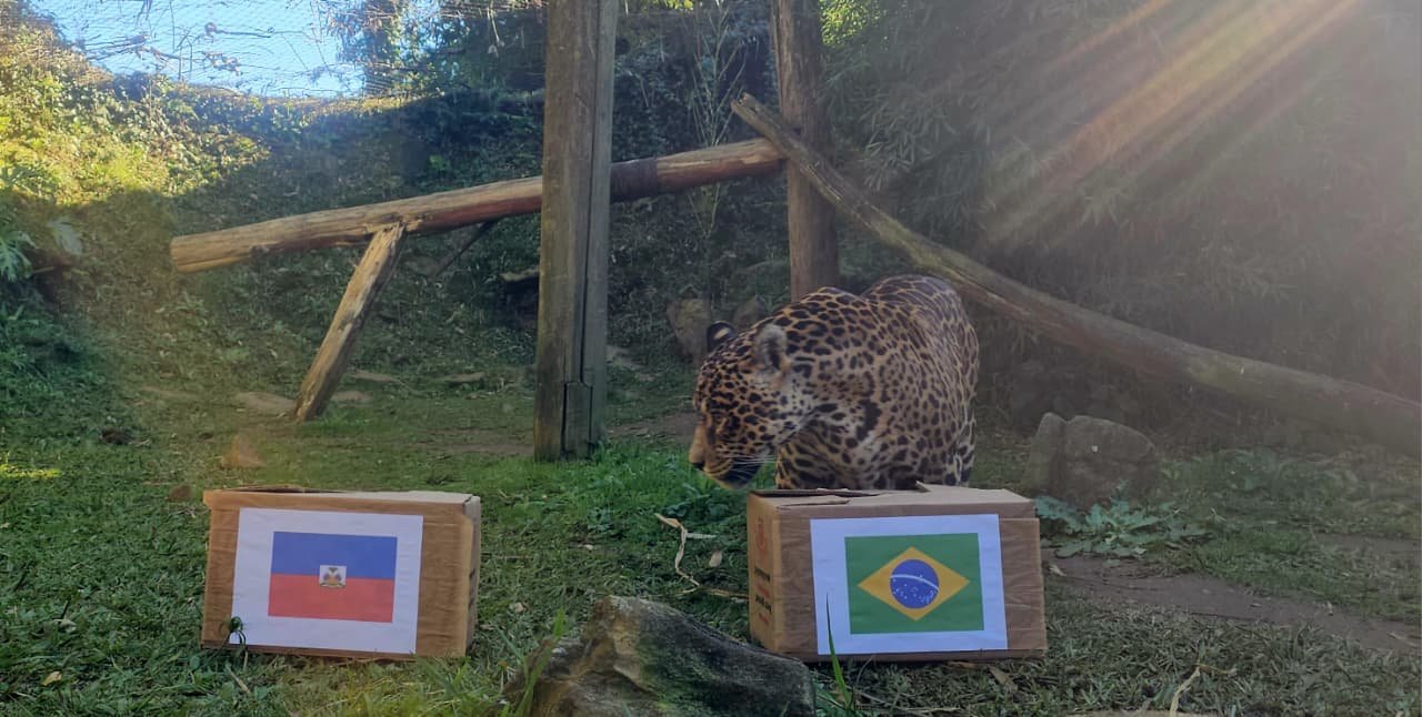 On&ccedil;a-pintada do Gramadozoo volta a &ldquo;prever&rdquo; jogos da Sele&ccedil;&atilde;o Brasileira; veja previs&atilde;o de Brasil x Haiti