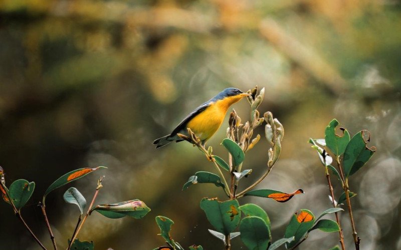 Programa Aves de Gramado dá a largada com atividade de observação de aves nativas
