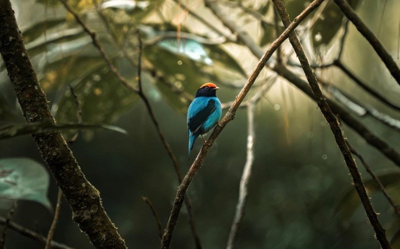 Programa Aves de Gramado dá a largada com atividade de observação de aves nativas