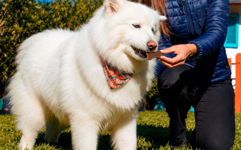 Florybal estreia no universo pet com petisco "sabor chocolate" para cães