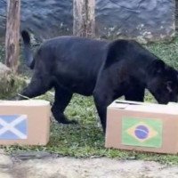 Depois de equívoco em palpite de jogo do Brasil na Copa do Mundo, Gramadozoo muda "escalação" de onça; veja vídeo
