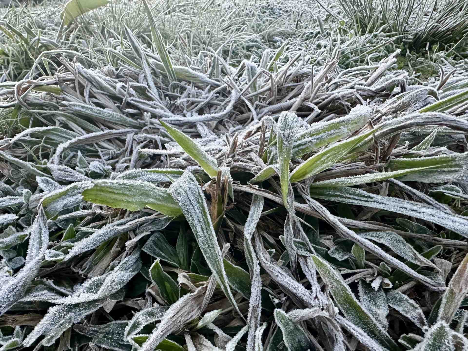 Geada toma conta de Gramado, com amanhecer gelado neste inverno | abc+