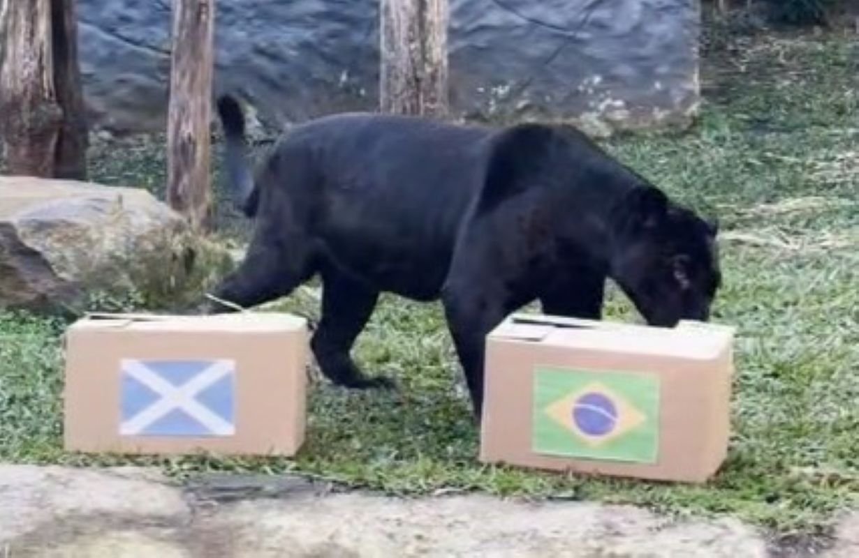 Depois de equ&iacute;voco em palpite de jogo do Brasil na Copa do Mundo, Gramadozoo muda &ldquo;escala&ccedil;&atilde;o&rdquo; de on&ccedil;a; veja v&iacute;deo