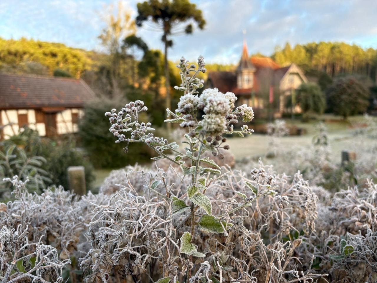 Massa de ar polar derruba temperaturas e dezenas de cidades do RS amanhecem abaixo de 0&deg;C; confira as marcas e fotos da geada