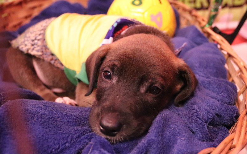 Cempra abre as portas neste sábado para adoção de cães e gatos em Canela