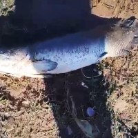 VÍDEO: Raro no Sul, pirarucu é encontrado às margens do Rio dos Sinos