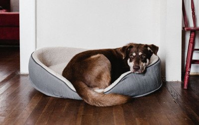 Pensão para pets? Justiça nega pedido de mulher após separação