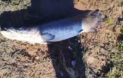 VÍDEO: Raro no Sul, pirarucu é encontrado às margens do Rio dos Sinos