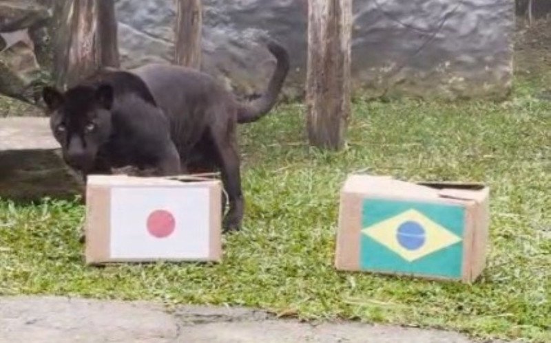 Onça-preta do zoo de Gramado assume posição de titular e palpita sobre resultado do jogo entre Brasil e Japão