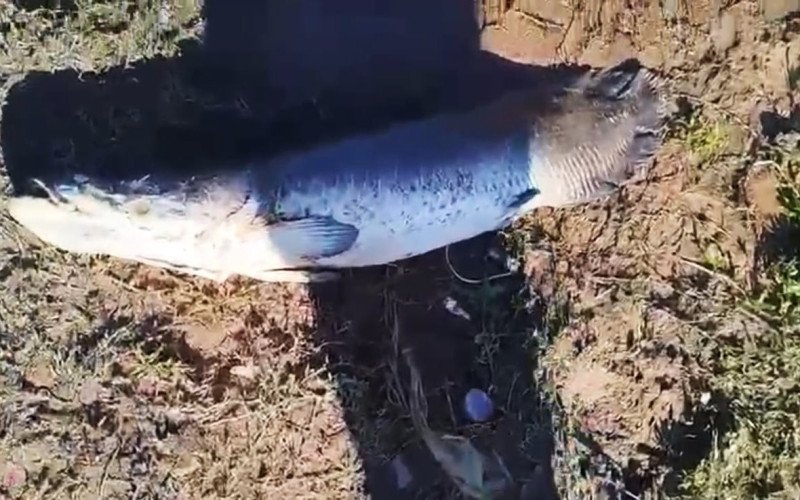 Pirarucu acabou encontrado às margens do Rio dos Sinos no limite de Canoas com Nova Santa Rita  | abc+