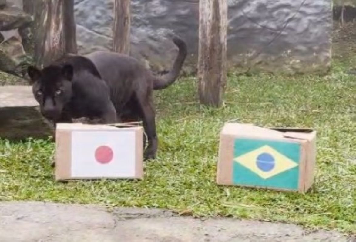 Onça-preta do zoo de Gramado assume posição de titular e palpita sobre resultado do jogo entre Brasil e Japão