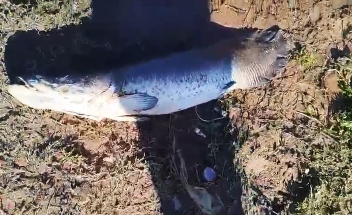 VÍDEO: Raro no Sul, pirarucu é encontrado às margens do Rio dos Sinos