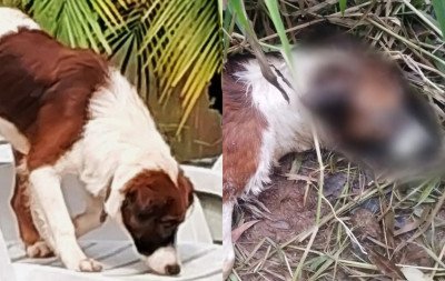 Cachorro desaparecido em Lomba Grande é encontrado morto; família suspeita que tenha sido baleado