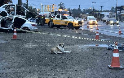 "Cena comovente": Conheça a história do cachorro que permaneceu ao lado de mulher morta na RS-240