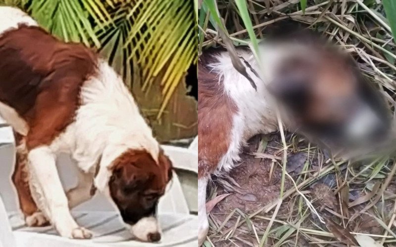 Animal desaparecido em Lomba Grande foi encontrado com perfurações pelo corpo | abc+