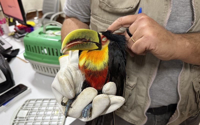 Tucano-de-bico-verde é encontrado caído no Kephas | abc+