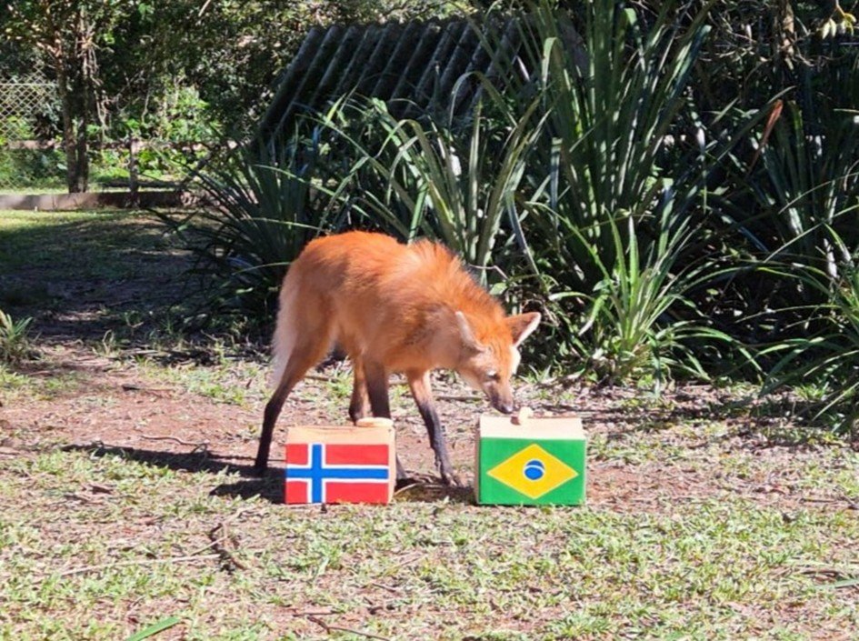 Lobo-guará participou da rodada de animais palpiteiros no Zoo de Sapucaia
