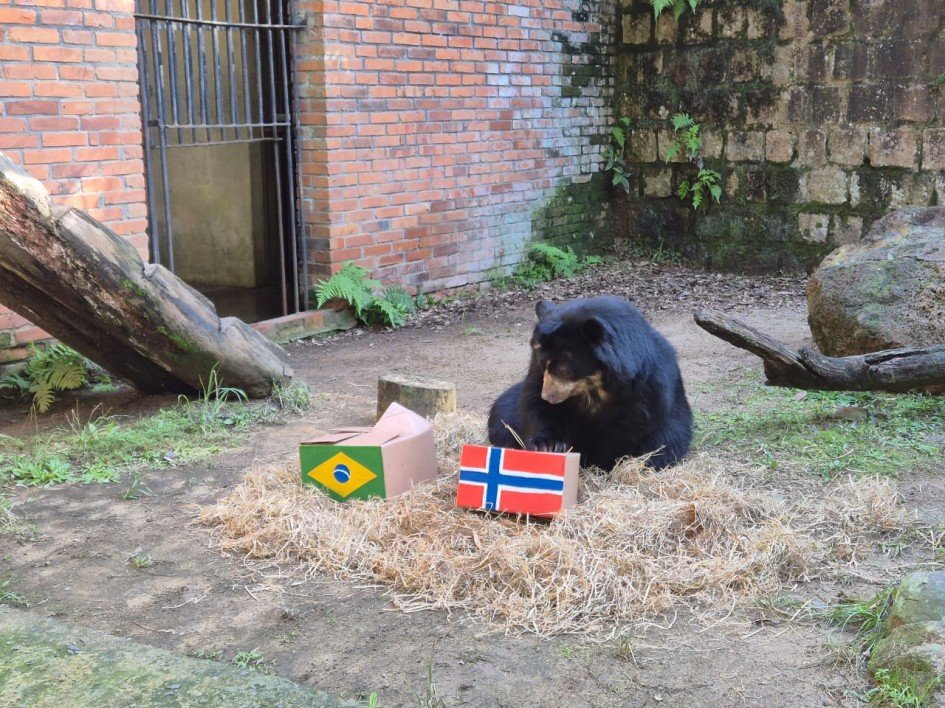 Urso participou da rodada de animais palpiteiros no Zoo de Sapucaia